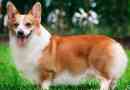 Welsh corgi pembro